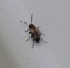 Anaspis fasciata